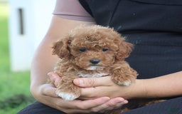 Toy Poodle dogs for sale: Ellie - Image 3