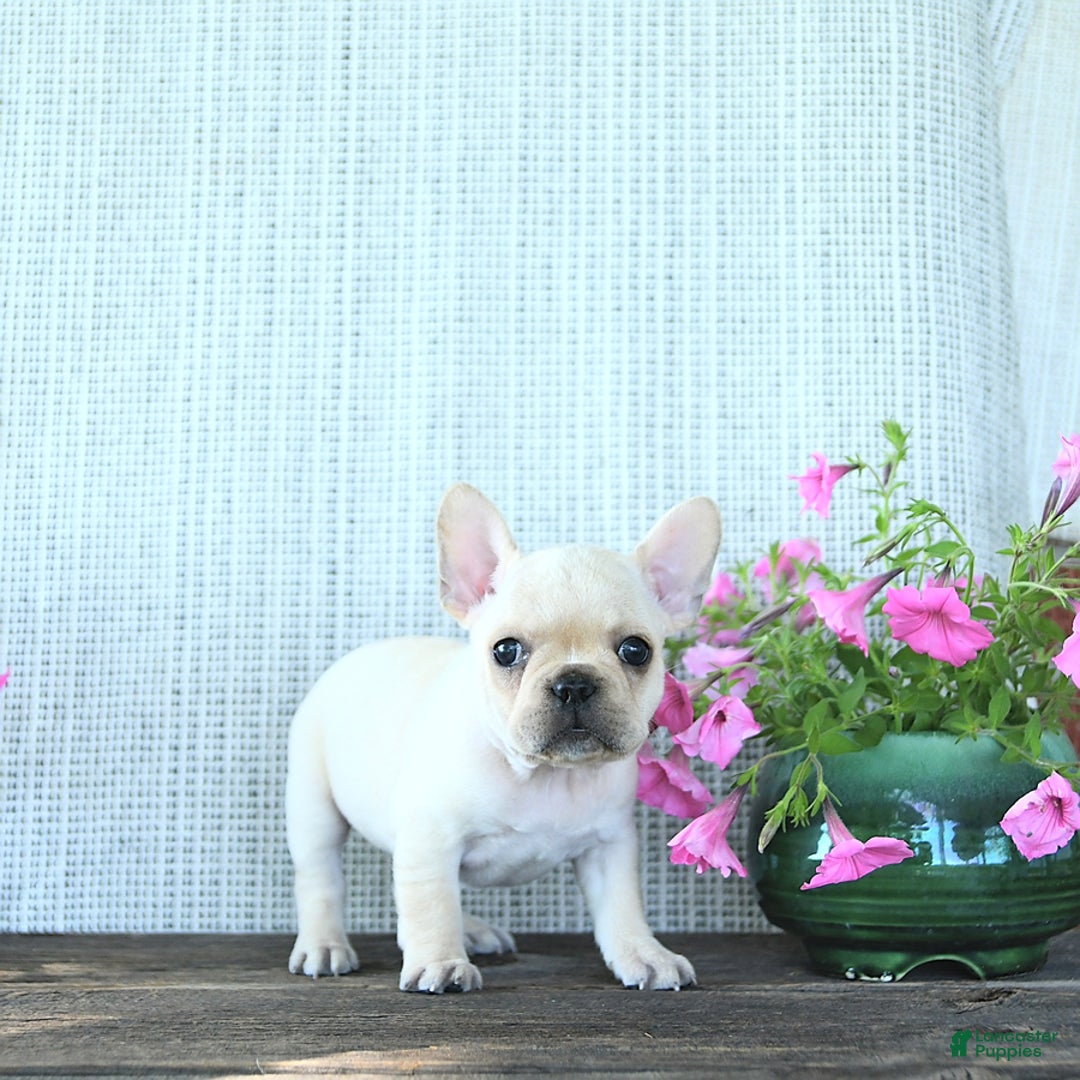 French Bulldog dogs for sale: Lavendar - Image 1