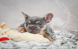 French Bulldog dogs for sale: Mason - Image 7