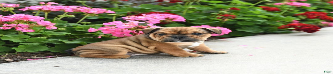 Wilbur