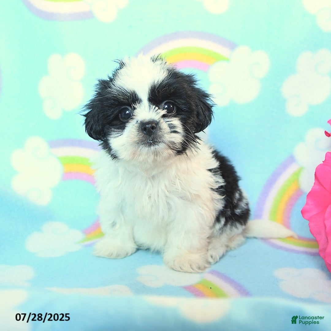 Teddy Bear dogs for sale: Candy - Image 2