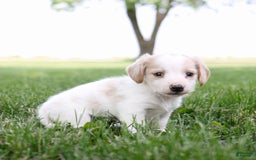 Miniature Dachshund dogs for sale: Precious - Image 5
