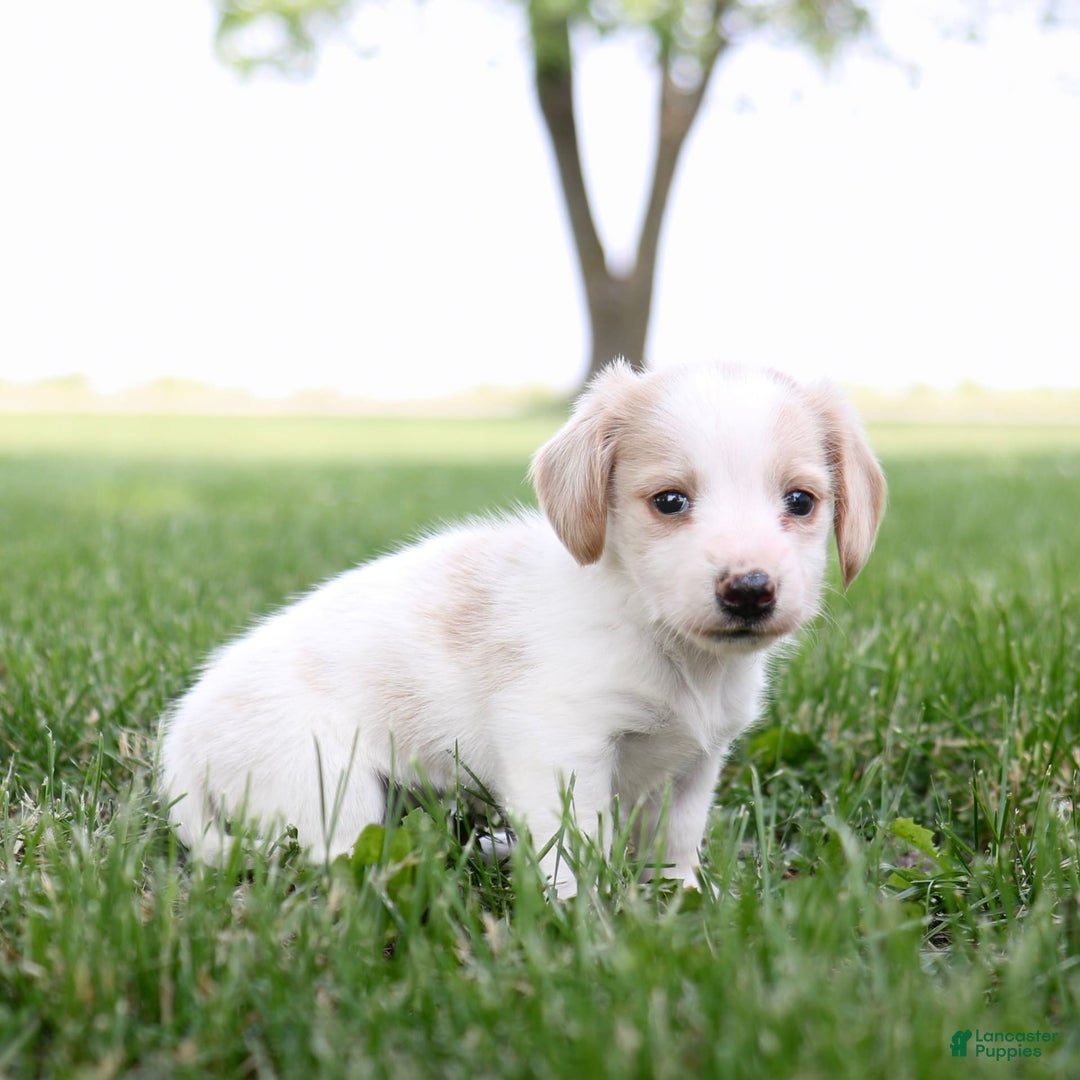 Miniature Dachshund dogs for sale: Precious - Image 5