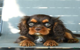 Cavalier King Charles Spaniel dogs for sale: Wiskey - Image 2