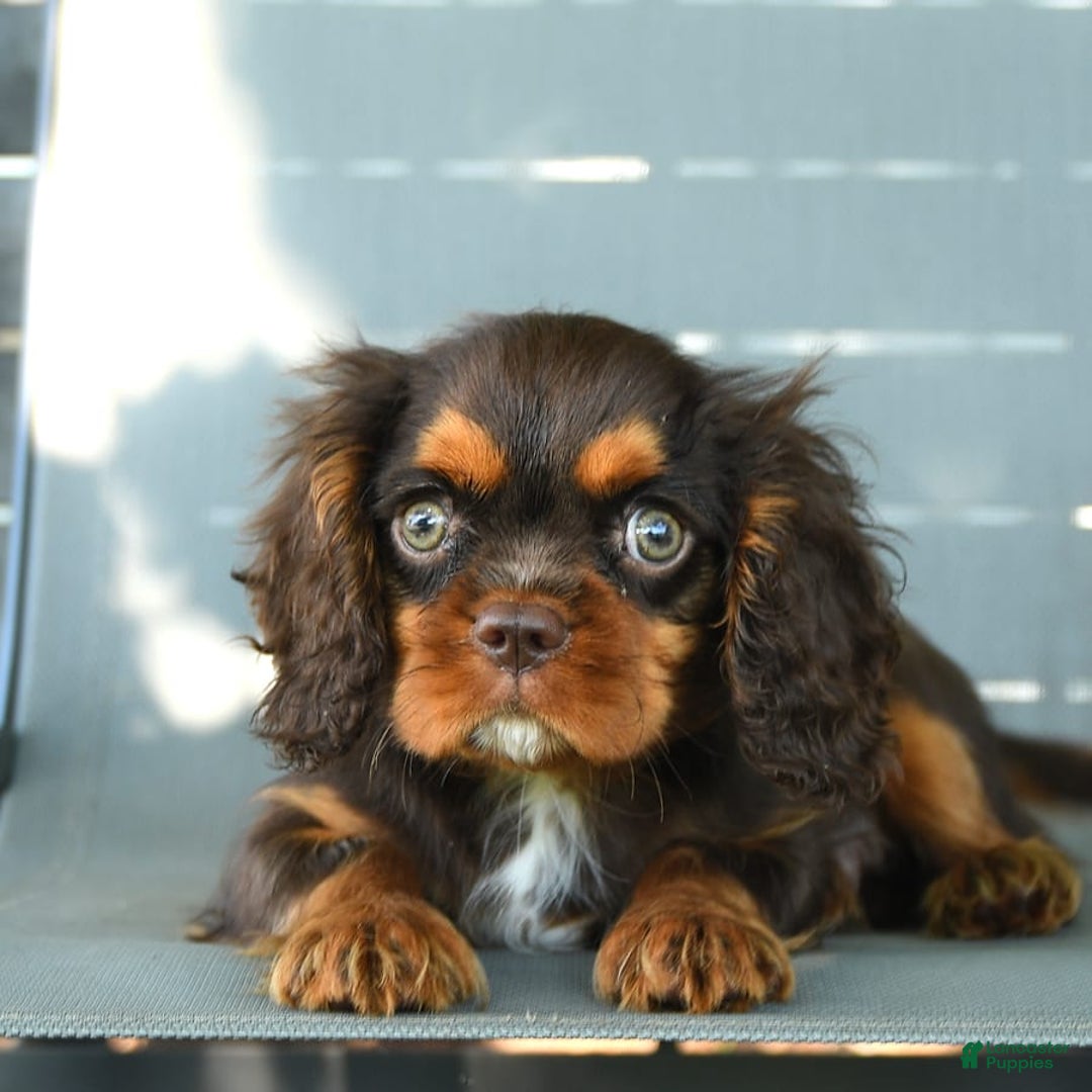 Cavalier King Charles Spaniel dogs for sale: Wiskey - Image 2