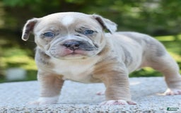 Olde English Bulldogge dogs for sale: Rosie Mini Bulldogge - Image 16