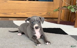 Italian Greyhound dogs for sale: JJ - Image 2