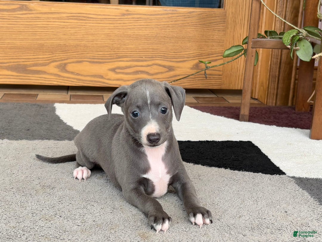 Italian Greyhound dogs for sale: JJ - Image 2