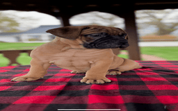 Bullmastiff dogs for sale: Maggy - Image 1