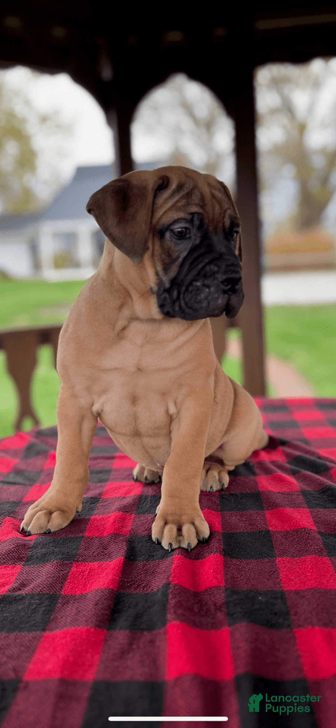 Bullmastiff dogs for sale: Maggy - Image 1