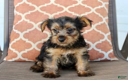 Yorkshire Terrier dogs for sale: Gracie - Image 5