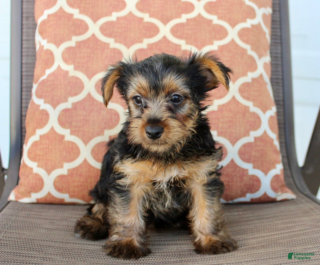 Yorkshire Terrier dogs for sale: Gracie - Image 5