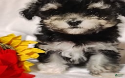 Maltipoo dogs for sale: Olive - Image 5