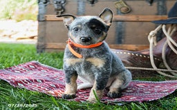 Australian Cattle Dog dogs for sale: Cookie - Image 1