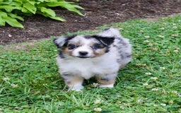 Miniature Australian Shepherd dogs for sale: Fiona - Image 9