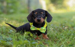 Miniature Dachshund dogs for sale: Jordan - Image 2
