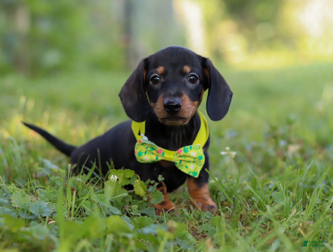Miniature Dachshund dogs for sale: Jordan - Image 2