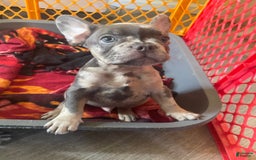 French Bulldog dogs for sale: Luna - Image 23