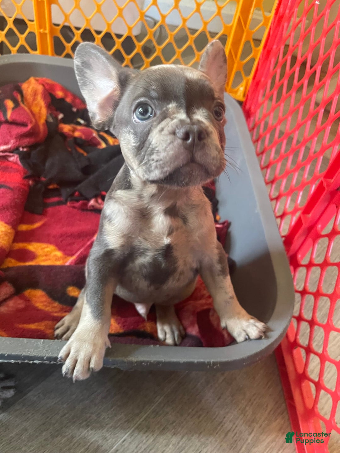 French Bulldog dogs for sale: Luna - Image 23