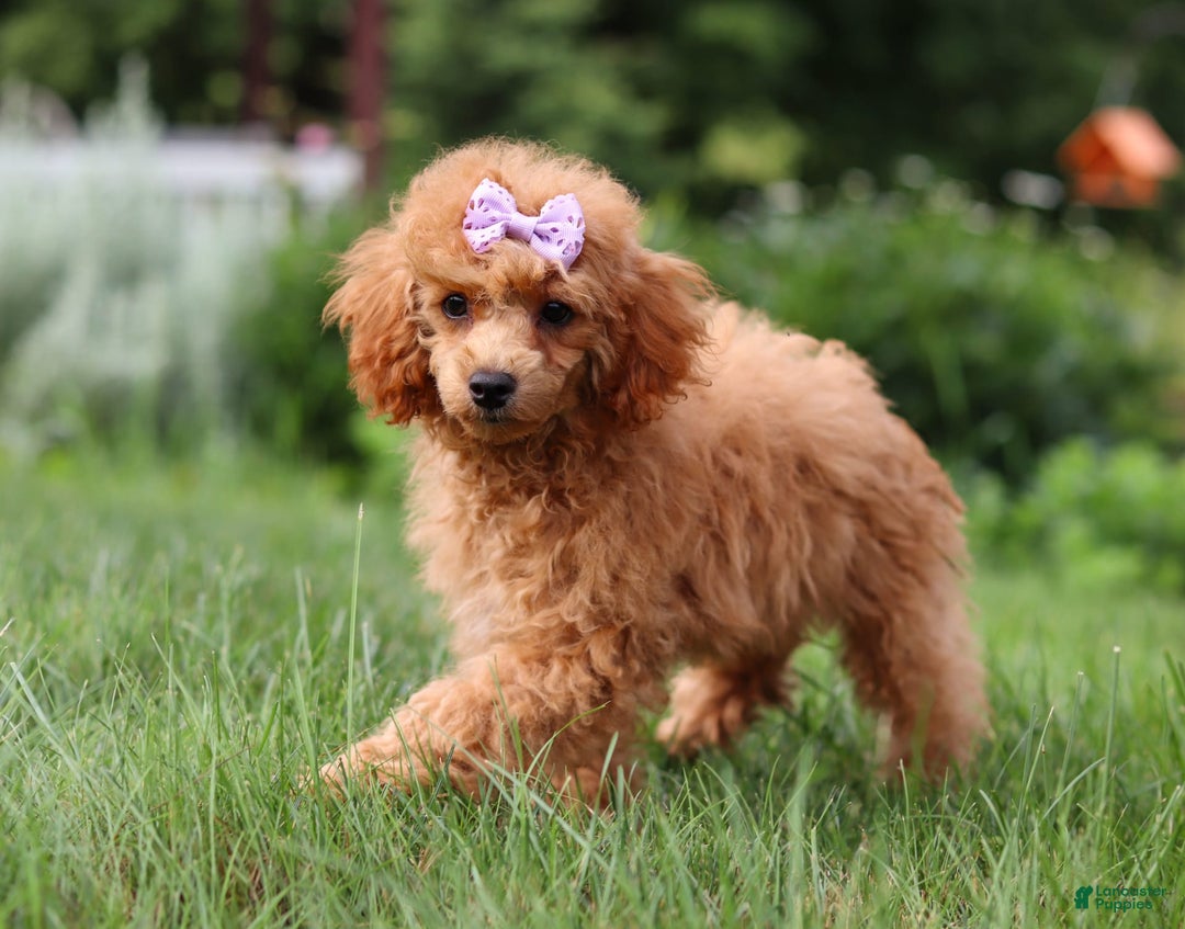 Miniature Poodle dogs for sale: Leah - Image 10