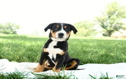 Greater Swiss Mountain Dog dogs for sale: Finn - Image 13