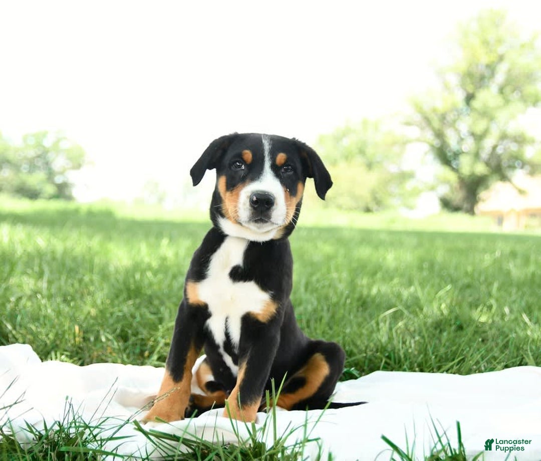 Greater Swiss Mountain Dog dogs for sale: Finn - Image 13