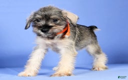 Miniature Schnauzer dogs for sale: Betty - Image 3