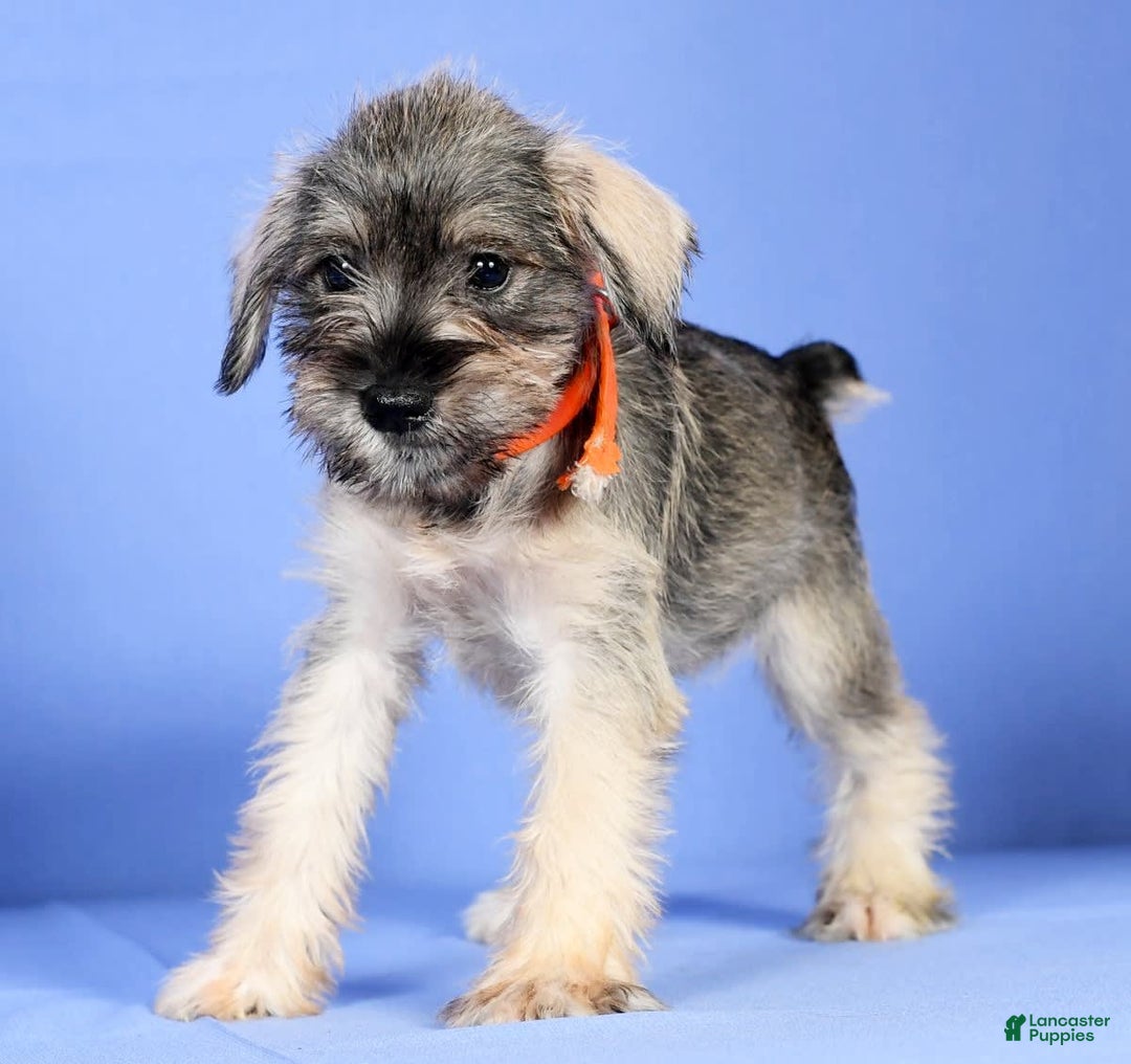 Miniature Schnauzer dogs for sale: Betty - Image 3