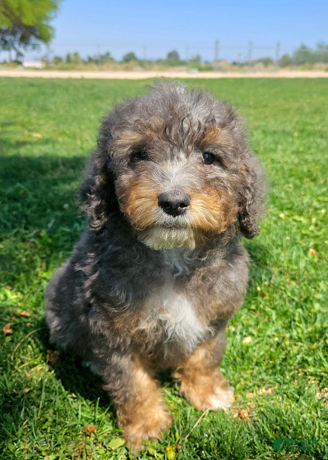 Bernedoodle dogs for sale: Topaz - Image 1