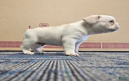 French Bulldog dogs for sale: Bear - Image 1