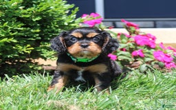 Cavalier King Charles Spaniel dogs for sale: Hope - Image 17