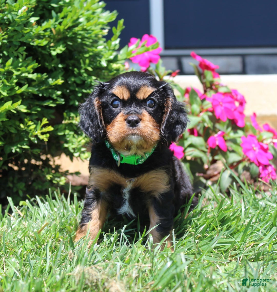 Cavalier King Charles Spaniel dogs for sale: Hope - Image 17