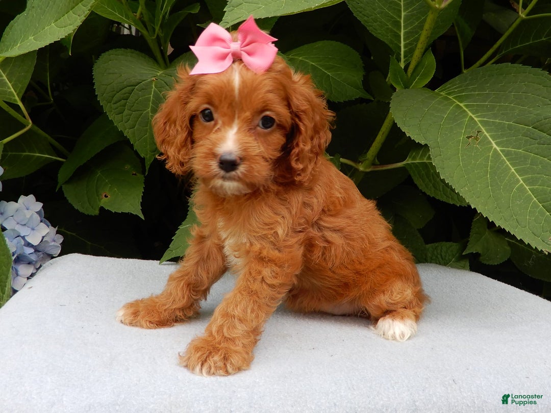 Cavapoo dogs for sale: Penny - Image 2