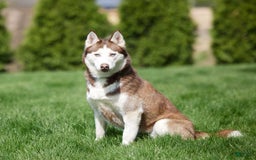 Goberian dogs for sale: Igor - Image 7