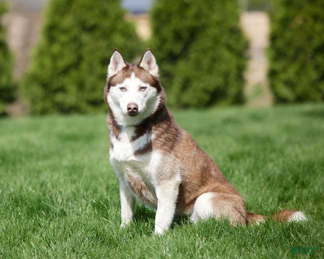 Goberian dogs for sale: Igor - Image 7