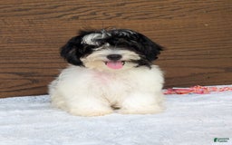 Teddy Bear dogs for sale: Bodie - Image 12