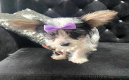 Yorkshire Terrier dogs for sale: Patrick Starr - Image 29