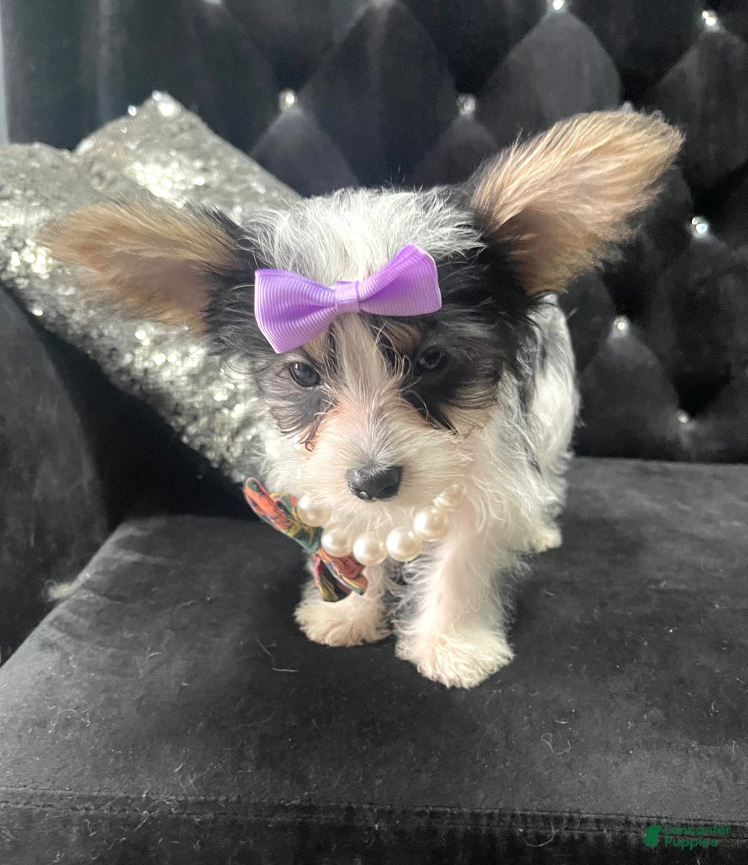 Yorkshire Terrier dogs for sale: Patrick Starr - Image 29