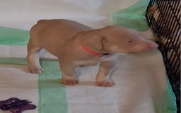 Doberman Pinscher dogs for sale: Pink Collar - Image 3
