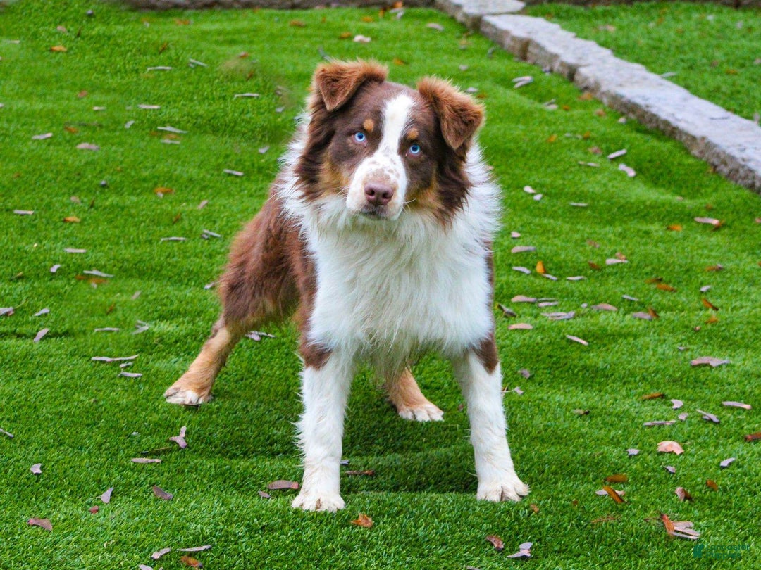 Australian Shepherd dogs for sale: Daisy - Image 6