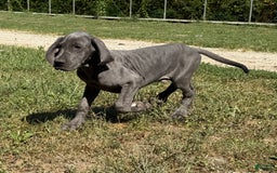 Great Dane dogs for sale: Evan - Image 5