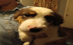 Miniature Australian Shepherd dogs for sale: Haus - Image 1