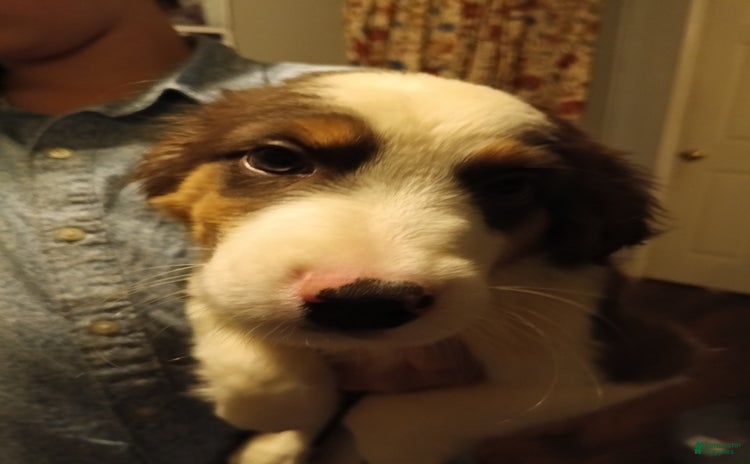Miniature Australian Shepherd dogs for sale - Ad 1