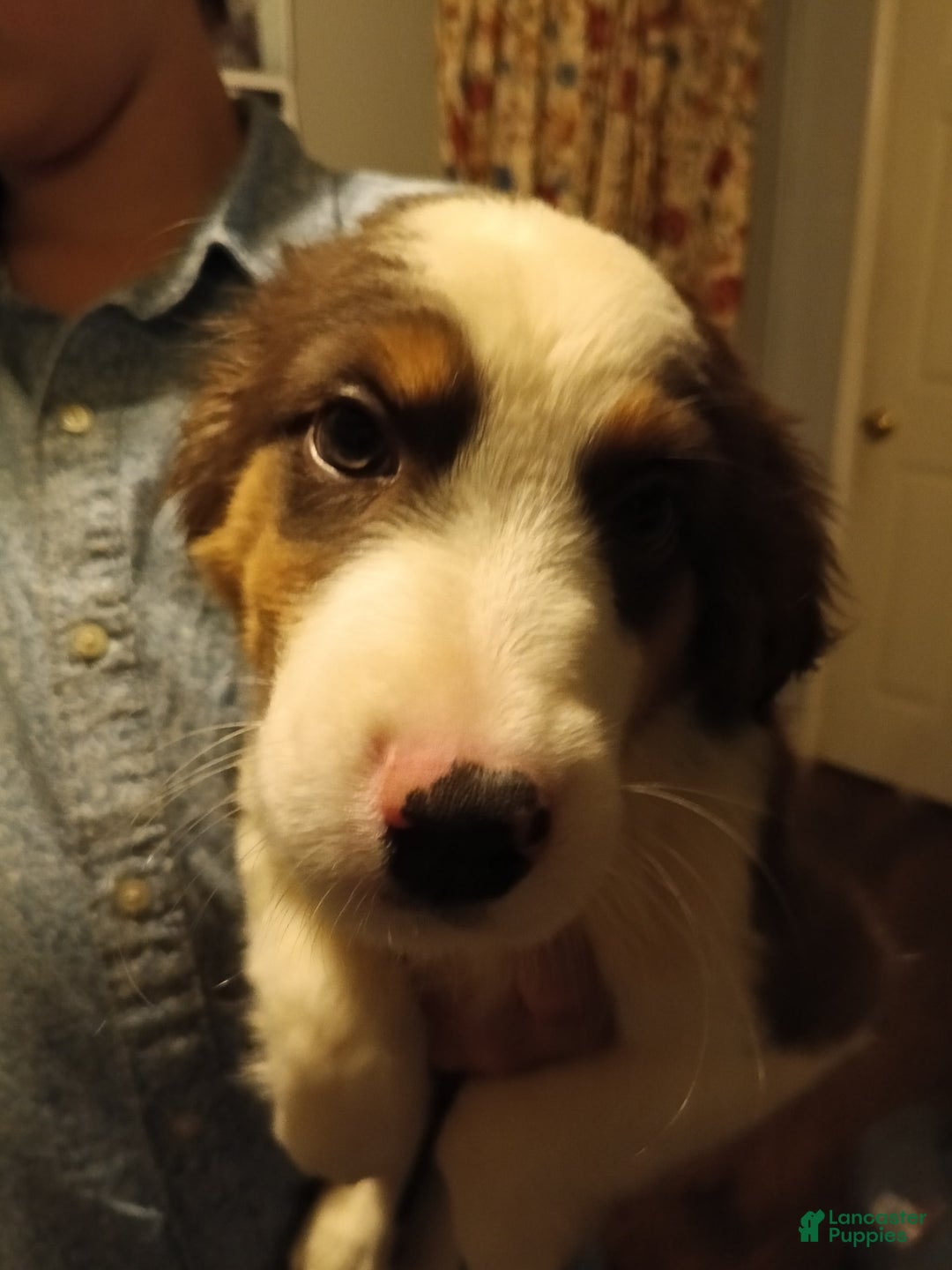 Miniature Australian Shepherd dogs for sale: Haus - Image 1