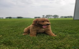 Mini Goldendoodle dogs for sale: Milo F1b - Image 30