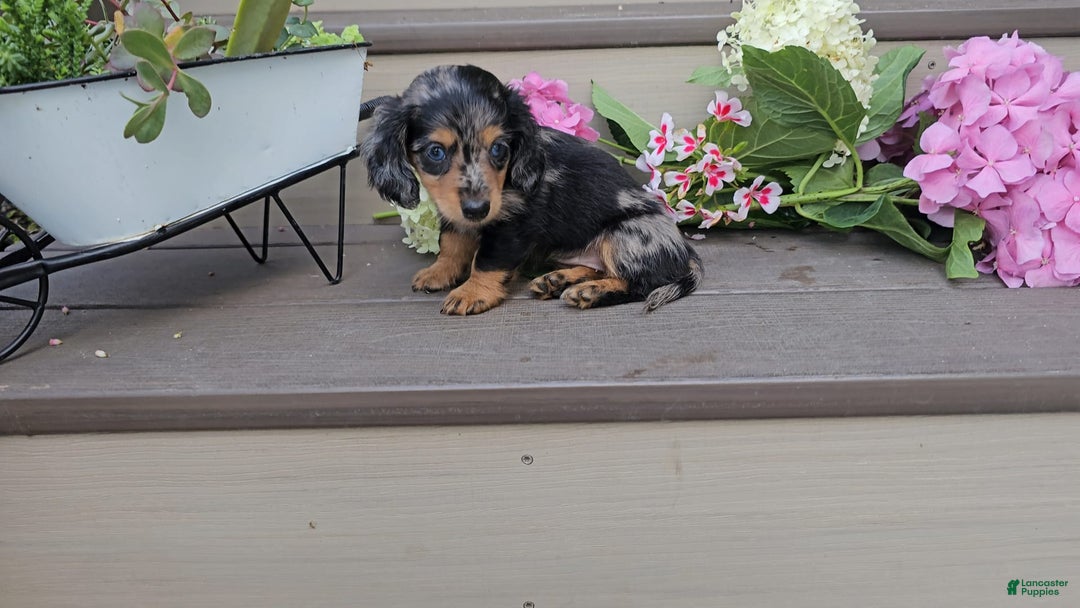 Miniature Dachshund dogs for sale: Fiona - Image 2
