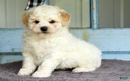 Havapoo dogs for sale: Rover - Image 2