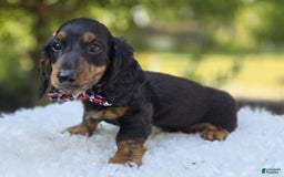 Miniature Dachshund dogs for sale: Bingo - Image 7