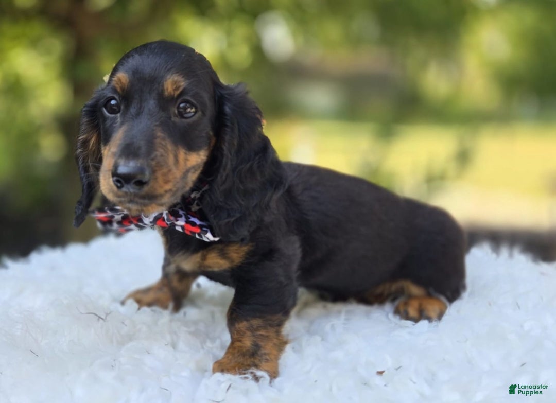 Miniature Dachshund dogs for sale: Bingo - Image 7