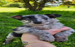 Labrador Retriever dogs for sale: Gal - Image 6